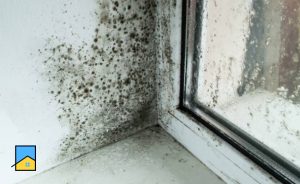 Вікна погано закриваються та з’явилась пліснява по периметру?